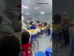 WG210 Mesin Pengemasan Kantong Doypack Industri Listrik Untuk Buah Kering